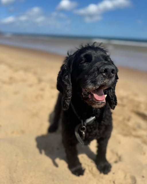 Black spaniel on the beach