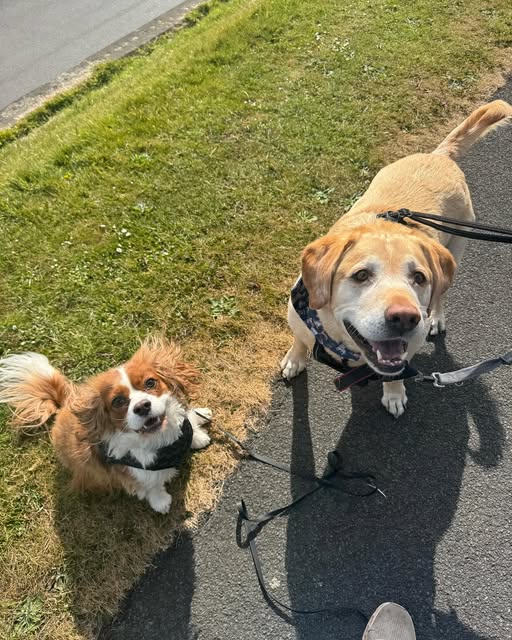 Three dogs on a path