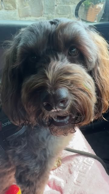 Daisy, a brown cockerpoo, looking out of the car window