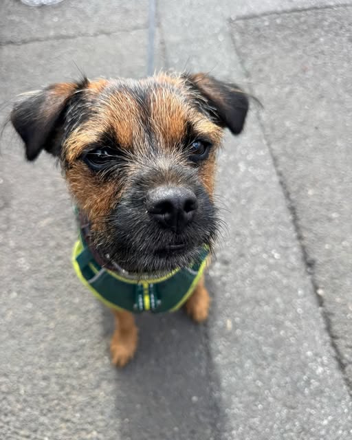 Border terrier puppy in a green harness, looking up