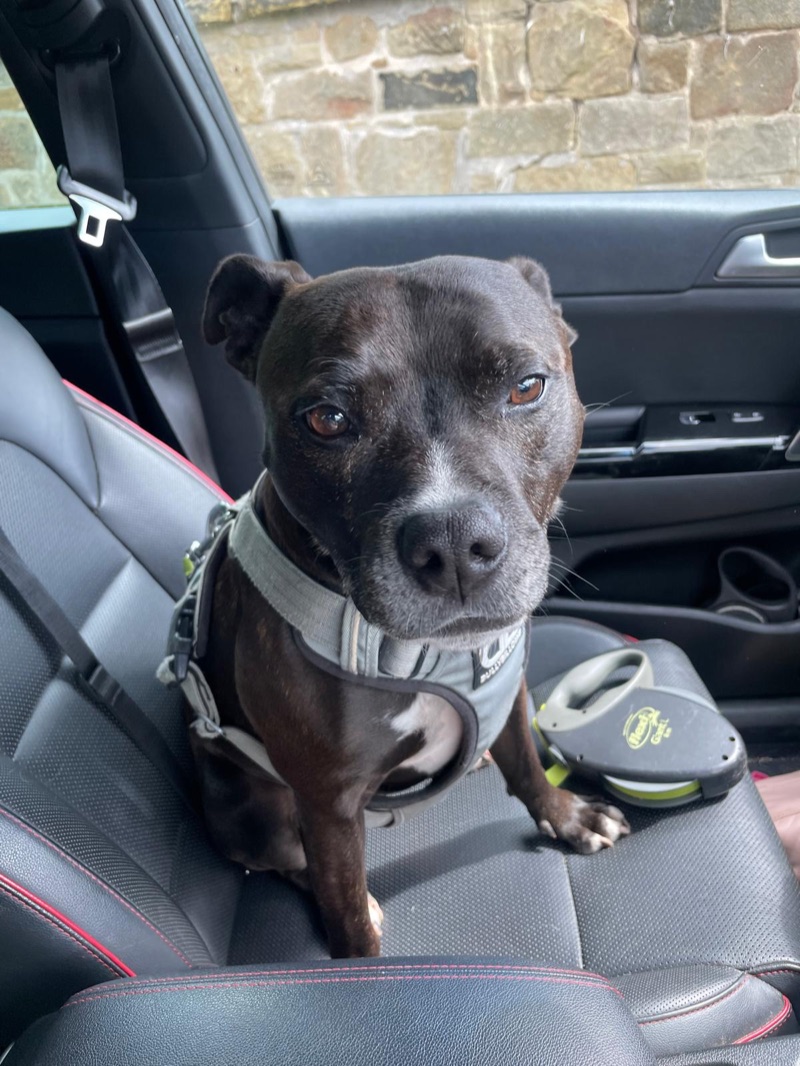 Oscar, a black staffy, sitting on the car seat in his harness